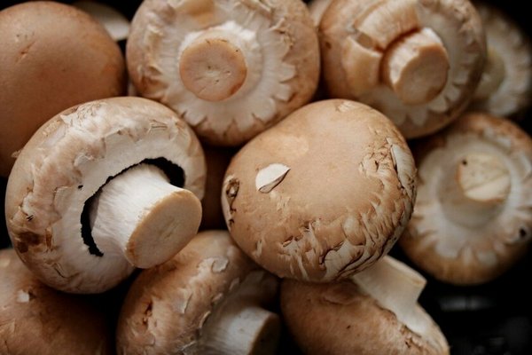 Как правильно выбирать и хранить грибы