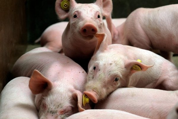 Инфекционные болезни свиней