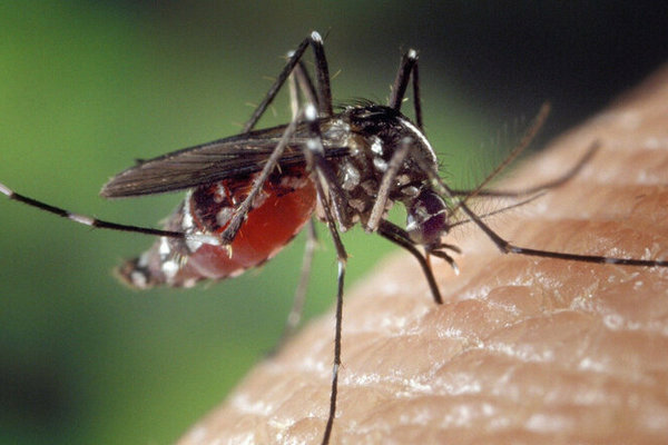 Как комары выбирают свою жертву
