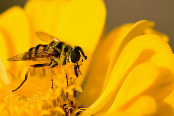 Что делать в первую очередь при укусе пчелы, осы и шмеля