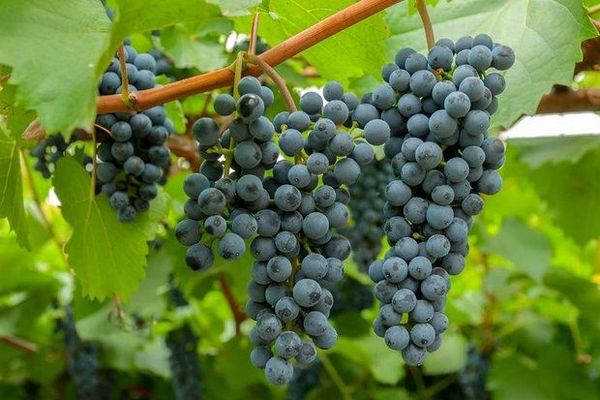 Декоративные качества амурского винограда