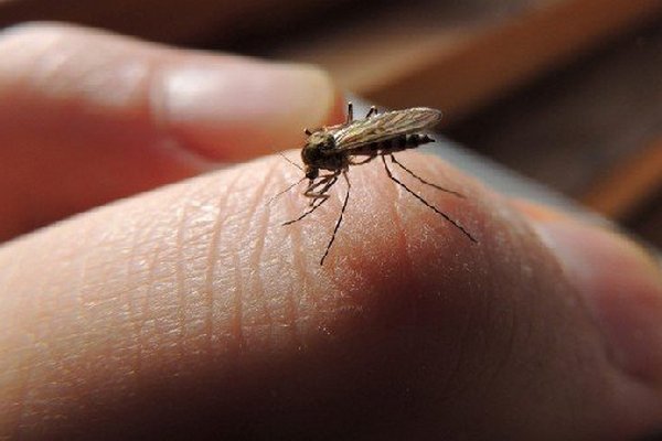 Как распознать аллергию на комаров