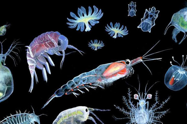 Свойства экстракта артемии (морской планктон)