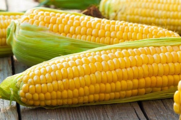 О лечебных свойствах кукурузы