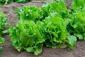 Растим крупнокочанный салат