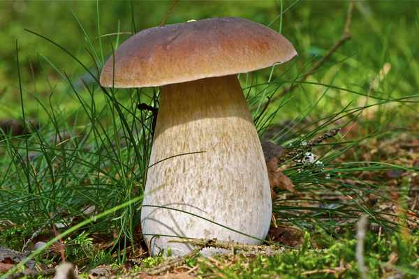 Какие грибы съедобные