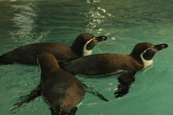 В Харьковский зоопарк из Германии прибыли пингвины