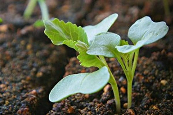 Как выращивают рассаду белокочанной капусты?