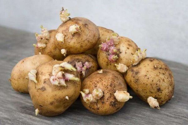 Что предпринять, чтобы картошка не прорастала – простая хитрость