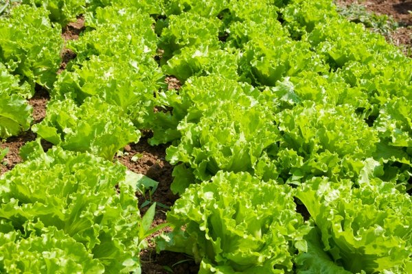 Как выращивают листовые формы салата?