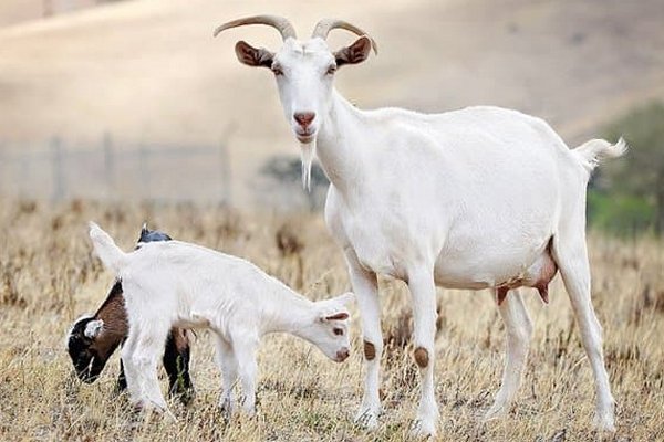 Особенности содержания молочных коз