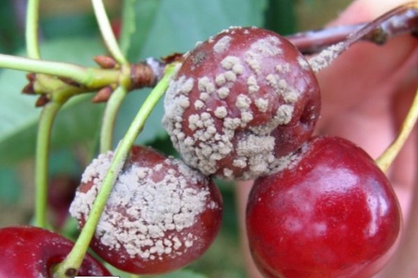 Как остановить монилиоз в плодовом саду? Редакция