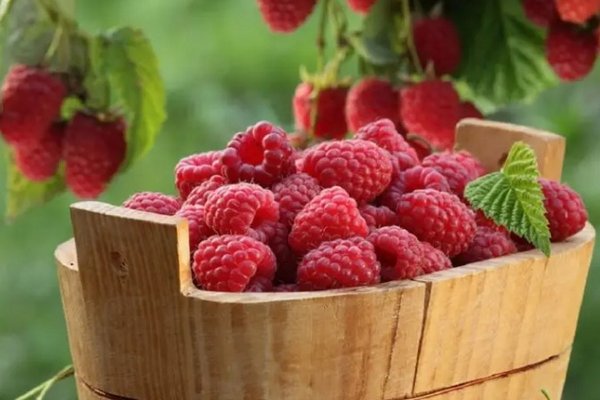 Расти, ягода, большая и сладкая: чем подкармливать малину в июне