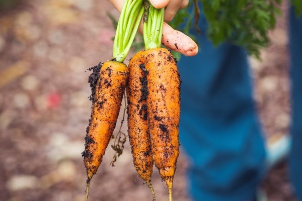 Чем подкармливать морковь, чтобы она выросла крупной: бесплатное средство