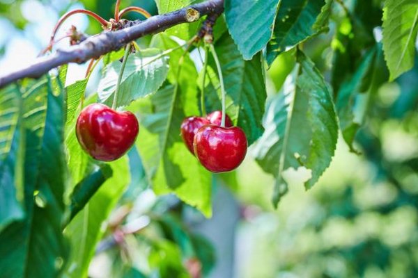 Почему у вишни опадают незрелые плоды: основные причины