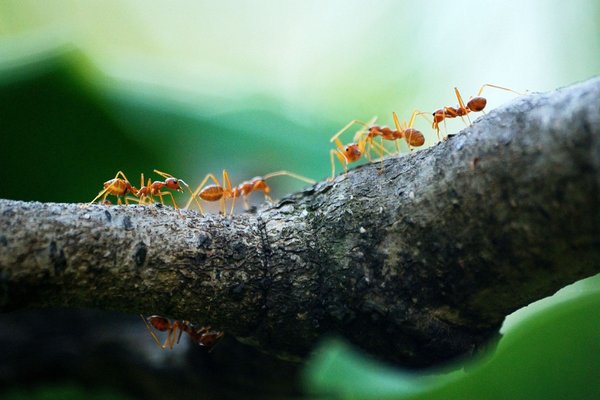 Как навсегда избавиться от муравьев в доме и на огороде