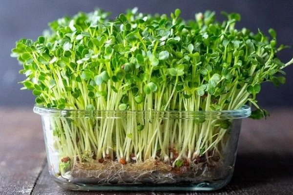 Как вырастить микрозелень в домашних условиях: простые правила