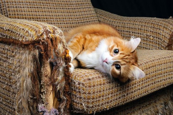 Ученые нашли связь между любовью к кошке и испорченной мебелью