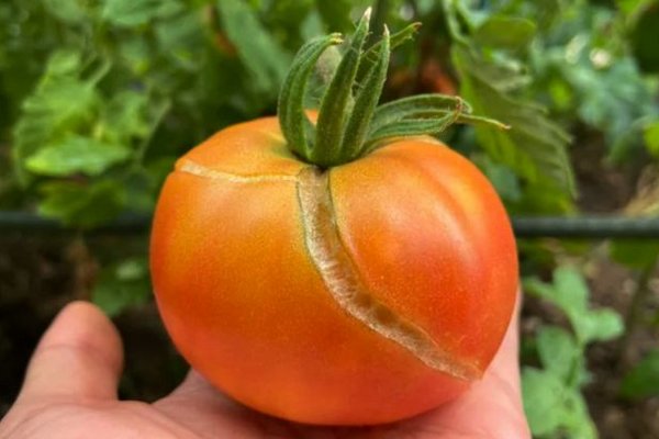 Почему трескаются помидоры при созревании и как этого избежать