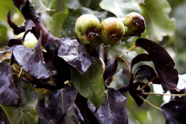 Чернеют листья на груше: почему и как лечить