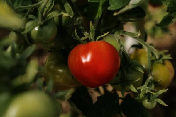 Как ускорить созревание томатов: способ, который дает 100% результат