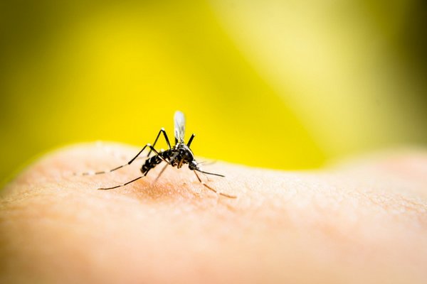 Комары летят на красный: ученые выяснили, что именно привлекает насекомых и что их отпугивает