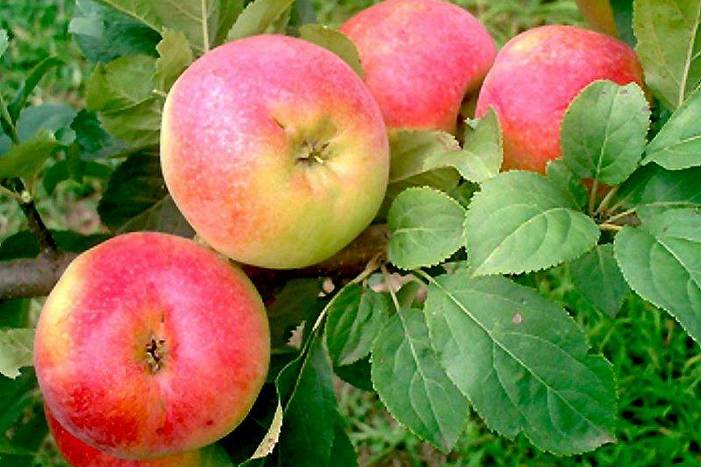 Как получать урожай яблок каждый год