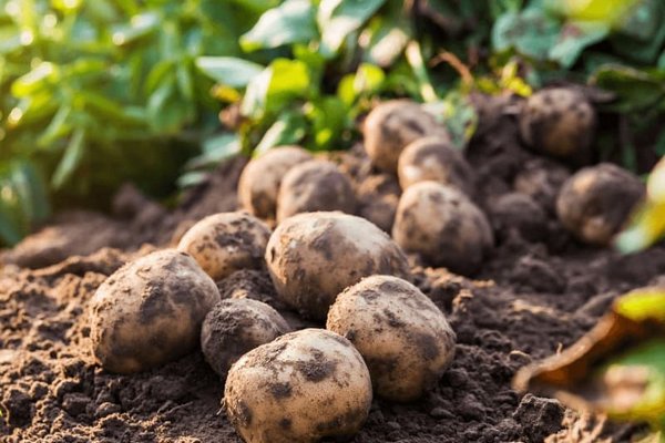 Когда можно и нельзя копать картошку в сентябре: календарь огородника
