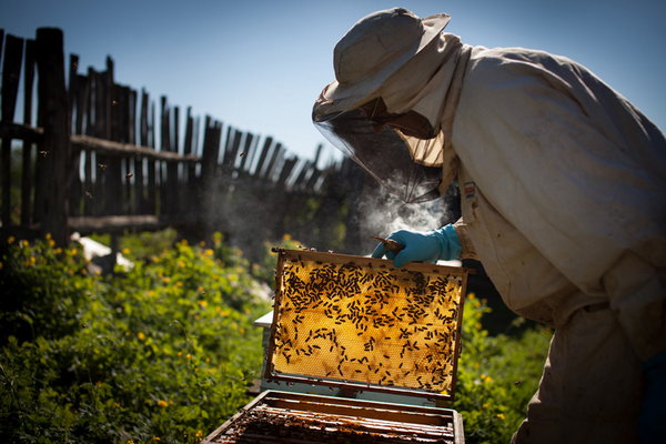 Улей для пчел - основа любой пасеки