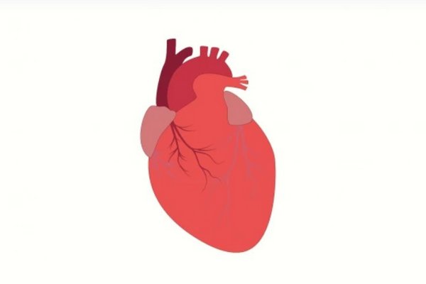 Кардиологи обновили список «золотых правил для здоровья сердца»