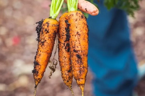 Как правильно собирать морковь, чтобы она долго хранилась