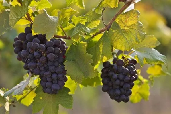 Как ускорить созревание лозы винограда?