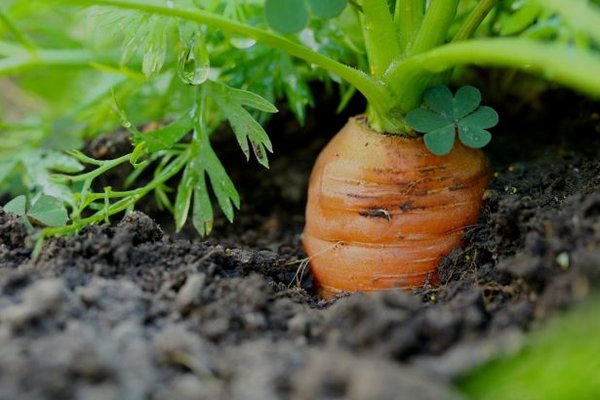 Посадите морковь под зиму, чтобы получить ранний щедрый урожай