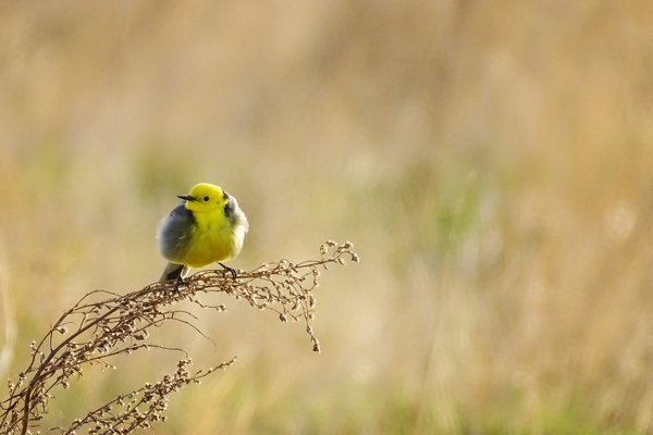 Пение птиц улучшает ментальное здоровье человека – английские ученые
