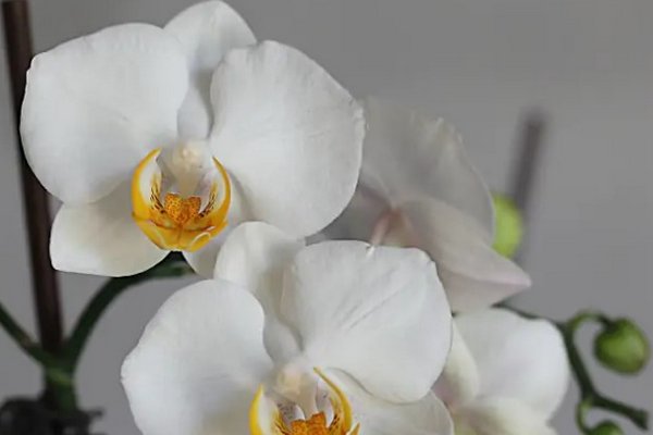 Уход за орхидеями зимой: секрет, который поможет растению 