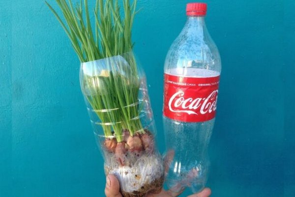 Огород на подоконнике: выращиваем зеленый лук в пластиковой бутылке