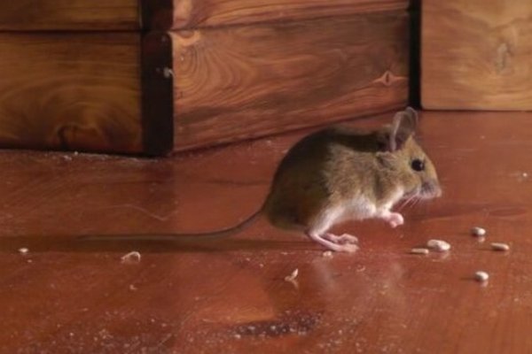 Как раз и навсегда избавиться от мышей в доме или квартире