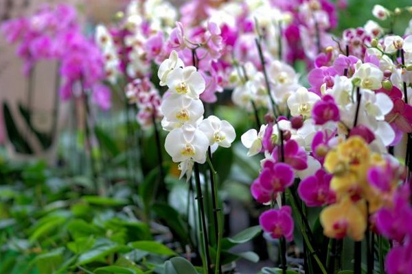 Чем подкормить орхидеи, чтобы они пышно росли и часто цвели