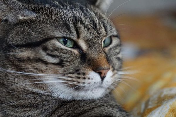 Как кошка указывает на присутствие негатива в доме: главный сигнал