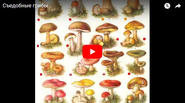 Какие грибы можно собирать в лесу?