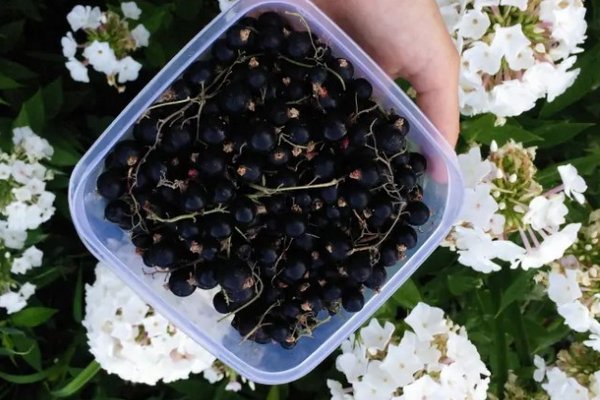 Чем подкормить куст черной смородины, чтобы ягоды выросли размером с вишню: копеечная подкормка