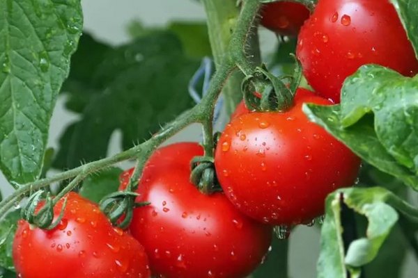 Урожая не ждите: четыре распространенные ошибки при выращивании томатов Автор Таисия Ерохина Таисия Ерохина