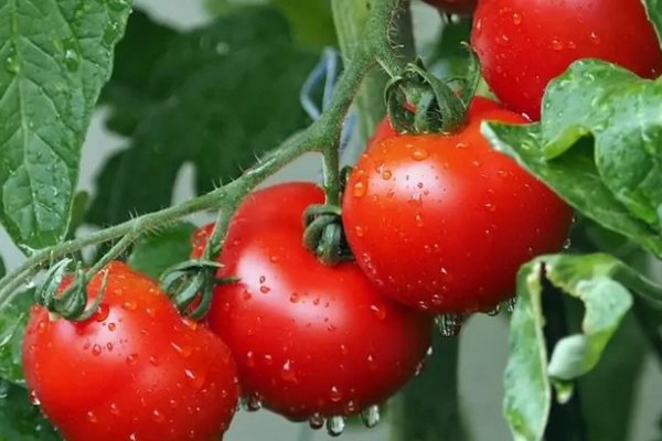 Томаты окисляют почву: какие культуры могут отлично расти на месте помидоров
