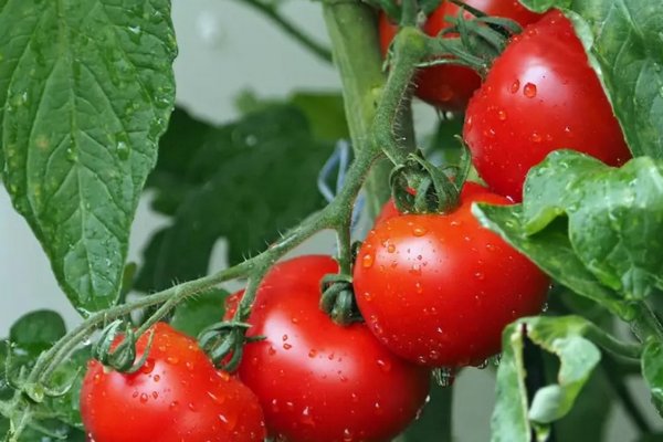 Могут ли помидоры стать безвкусными из-за частого полива: опытный садовод дал ответ