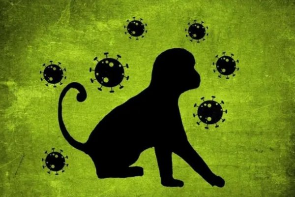 Оспа обезьян: специалисты рассказали, как можно сдержать вспышку