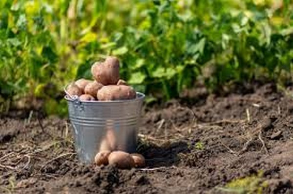 Как правильно сажать картошку: полезные советы