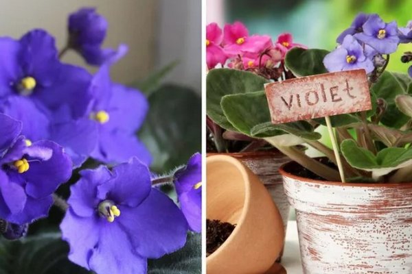 Цветок покойников: Почему нельзя выращивать дома фиалки