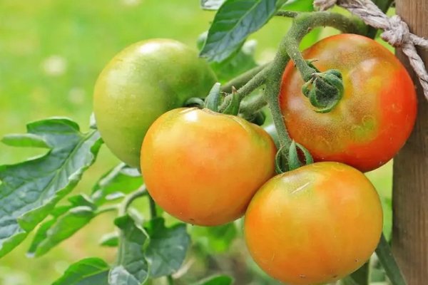 Могут нанести вред томатам: овощи, которые нельзя сажать вместе с помидорами