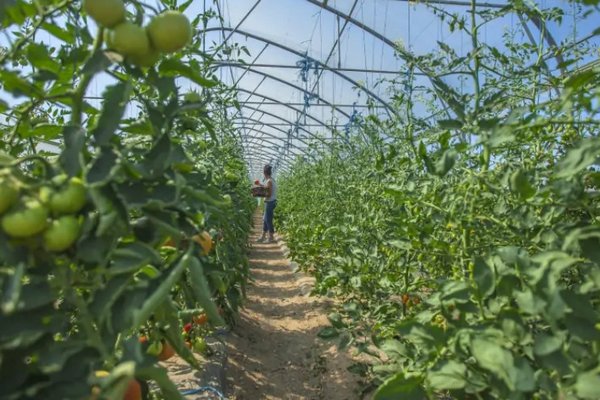 Зачем кусты томатов посыпают овсянкой: хитрость опытных огородников