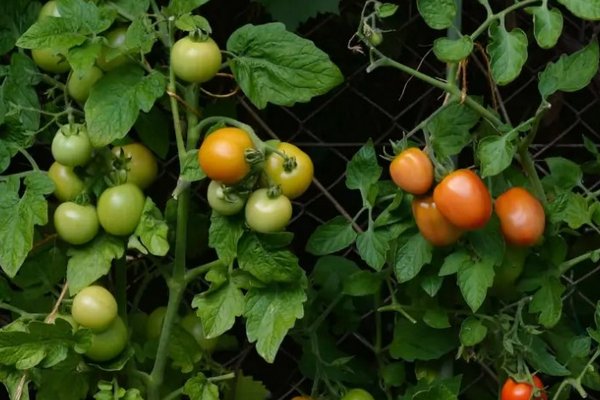 Каким раствором опрыскать помидоры, чтобы не заболели и не погибли